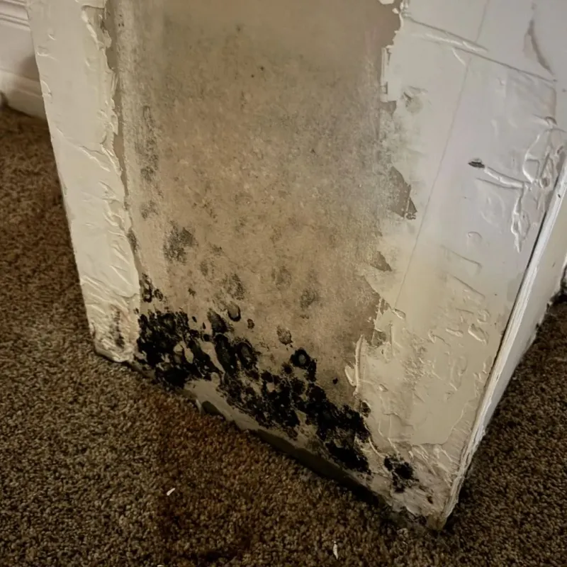 Professional Mold Removal in Antelope County, NE
